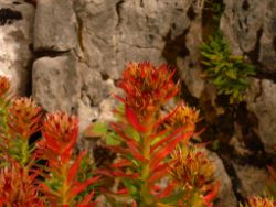 2013-08-18_Regina-F-Rau_Schachen_Alpengarten (774).JPG